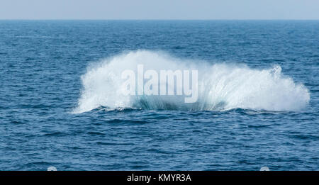 North Pacific right whale (Eubalaena japonica), Channel Islands National Park, California, Usa, America Stock Photo