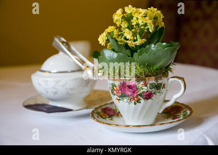 China cup and saucer used as a planter with Kalanchoe as a table decoration in hotel serving afternoon tea Stock Photo