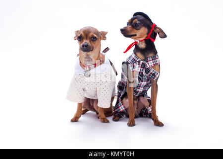 Chihuahua and terrier russian toys. Stock Photo