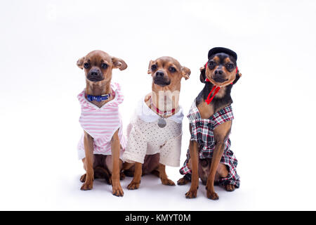 Purebred miniature dogs, studio shot. Stock Photo