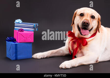 Happy yellow labrador and gift boxes. Stock Photo