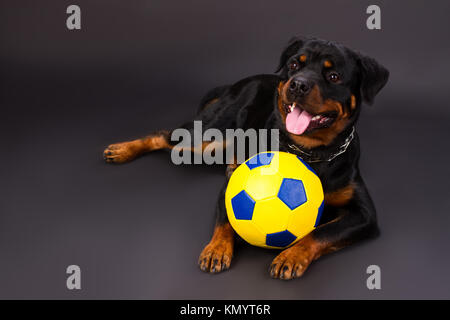 Cute rottweiler with ball in studio. Stock Photo