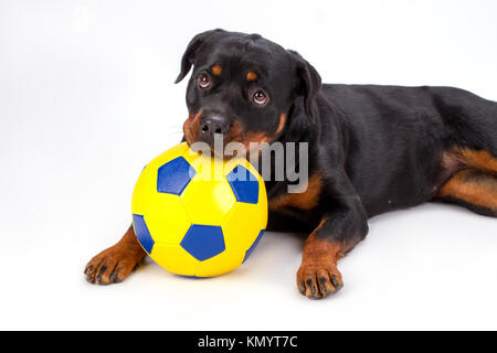 Close up portrait rottweiler with soccer ball. Stock Photo