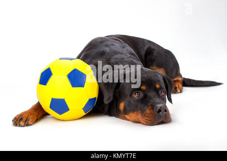 Rottweiler and soccer ball, studio shot. Stock Photo