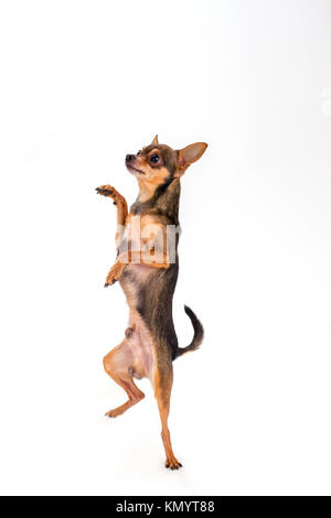 Lovely toy-terrier standing on two paws. Stock Photo