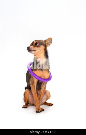 Tiny dog with hoola hoop on neck. Stock Photo