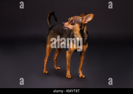 Portrait of toy-terrier on dark background. Stock Photo