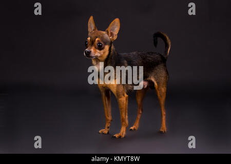 Studio portrait of russian toy-terrier. Stock Photo