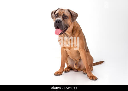 Cute italian mastiff cane corso, portrait. Stock Photo