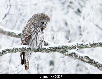 Close-up of a perching great grey owl in Finland, winter