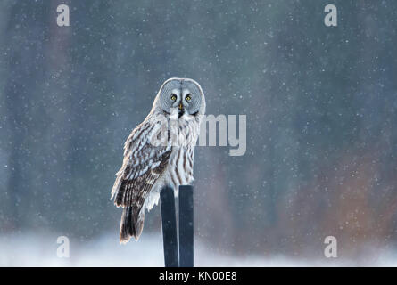 Great grey owl sitting on the post in the falling snow, winter in Finland Stock Photo
