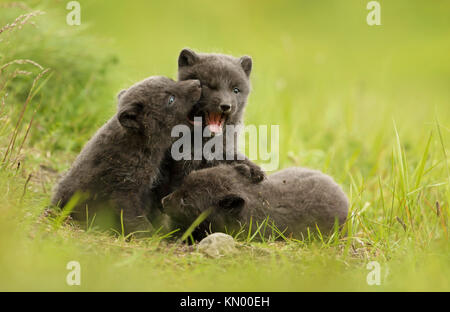 Three cute brown (blue morph) arctic fox cubs play fighting with each other in the meadow during summer in Iceland Stock Photo