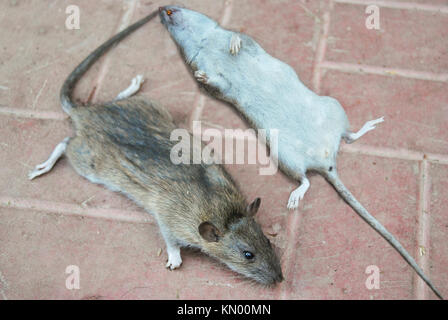 Dead gray rats lie on the road tile. Destruction of parasites. Stock Photo