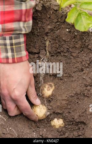 Farmer harvesting early potatoes direct from the ground by hand  Cross section of earth shown with potatoes in situ attached to tubers