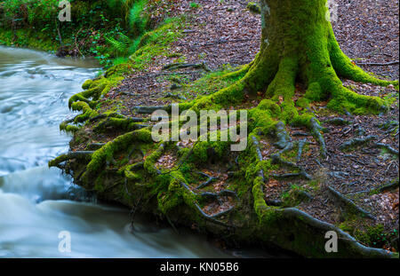 Beech forest, Otzarreta beech forest, Gorbeia Natural Park, Bizkaia, Basque Country, Spain, Europe