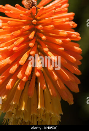 Kniphofia also called tritoma, red hot poker, torch lily, knofflers or poker plant, is a genus of flowering plants in the family Asphodelaceae. Stock Photo