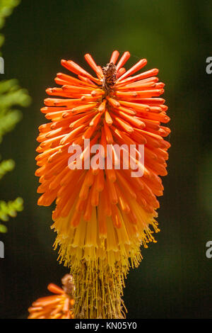 Kniphofia also called tritoma, red hot poker, torch lily, knofflers or poker plant, is a genus of flowering plants in the family Asphodelaceae. Stock Photo