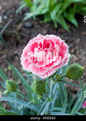 Dianthus Pinks 'Coral Reef' Plant in Flower During Summer Stock Photo