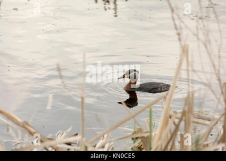 Red-Necked Crebe fishing at Rietzer See (Lake Rietz), a nature reserve near the town of Brandenburg in Northeastern Germany Stock Photo