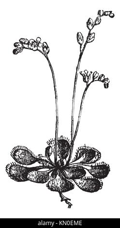 Old botanical illustration engraving of Sundew, Long-leaved Sundew ...