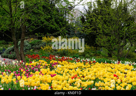 Weinheim Tulip Blooming Season In Botanical Garden Hermannshof