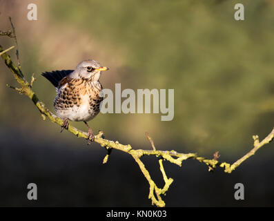 A Fieldfare (Turdus pilaris) perched on a tree branch, Warwickshire Stock Photo