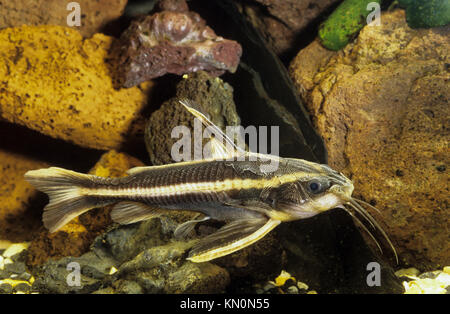 Liniendornwels, Linien-Dornwels, Platydoras costatus, Silurus costatus, Platydoras helicophilus, striped raphael catfish Stock Photo