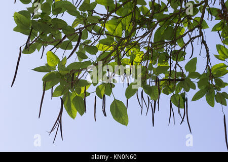 Prächtiger Trompetenbaum, Catalpa speciosa, northern catalpa, hardy catalpa, western catalpa, cigar tree, catawba-tree, Le Catalpa à feuilles cordées, Stock Photo