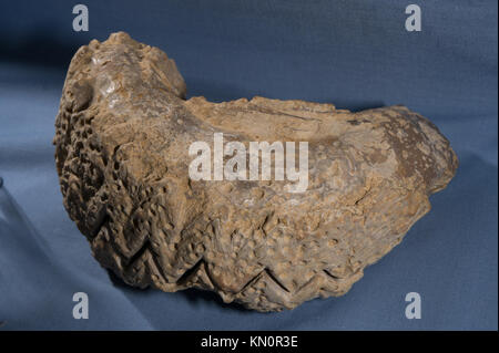 Fossil mangrovian oyster, Agerostrea ungulata, Early Cretacean, (Maastrichtian), Madagascar, Africa Stock Photo