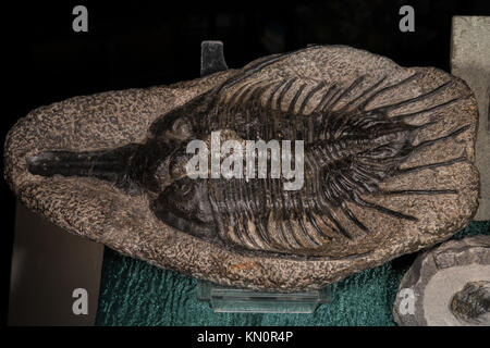 Fossil Trilobite, Psychopyge elegans, Devonian trilobite, Morocco Stock Photo