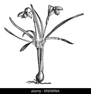 Old botanical illustration engraving of Snowdrop / Galanthus nivalis ...