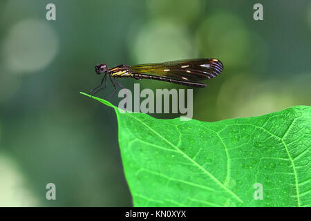 Orange Damselfy/Dragon Fly/Zygoptera with colorful wings sitting in the edge of green leaf Stock Photo