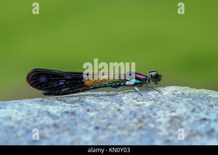 Blue Pink Damselfy/Dragon Fly/Zygoptera sitting on the river rock/stone Stock Photo