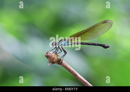 Blue Damselfy/Dragon Fly/Zygoptera sitting in the edge of bamboo stem Stock Photo