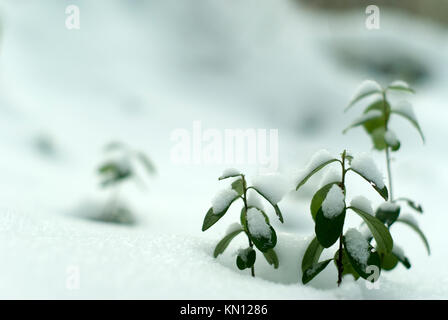 Early winter; lingonberry twigs under the first snow. Bottom view, blurred background. Stock Photo