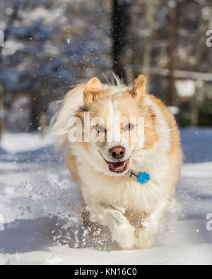 Veritical photo of of a blonde border collie mix running in snow Stock Photo