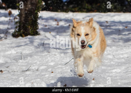 Horizontal photo of of a blonde border collie mix running in snow Stock Photo