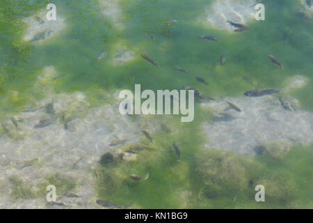 fish inside water little tiny organisms increasing the beauty of water, clear water on green mosses. fish swimming underwater can be used as wallpaper Stock Photo