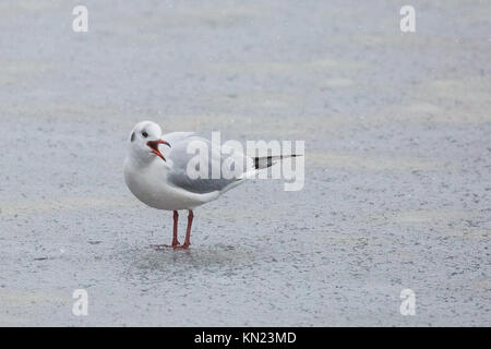 Windsor, UK. 10th December, 2017. A seagull stands on ice covering the large ornamental Cow Pond in Windsor Great Park. Credit: Mark Kerrison/Alamy Live News Stock Photo