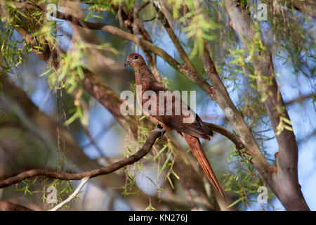 Brown cuckoo dove perched in tree in forest in Queensland Australia Stock Photo