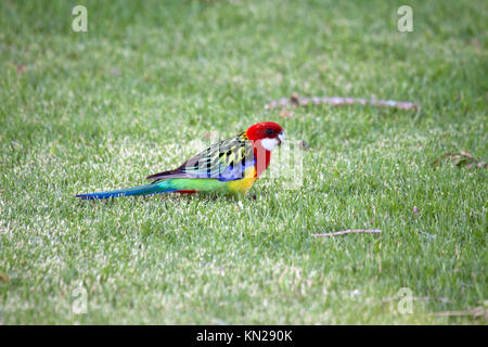 Eastern rosella foraging in grass in Picton New South Wales Australia Stock Photo