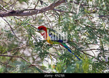 Eastern rosella feeding on pods of fruit in tree  in Picton New South Wales Australia Stock Photo