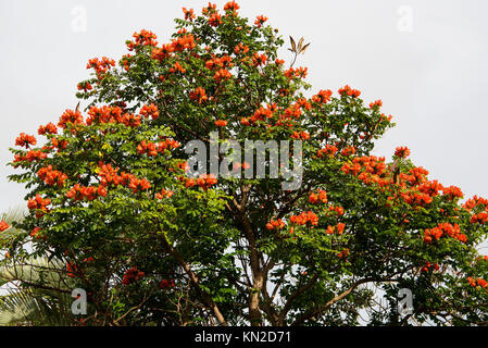 African Tulip Tree (Spathodea campanulata) is very common, but not a native tree in Hawai'i Stock Photo