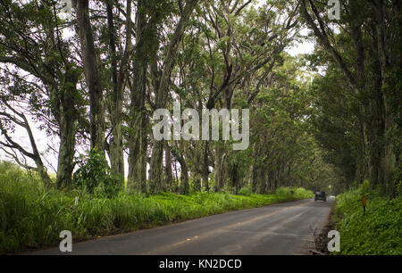The scenic tree tunnel on Maluhia Road, Kauai Stock Photo