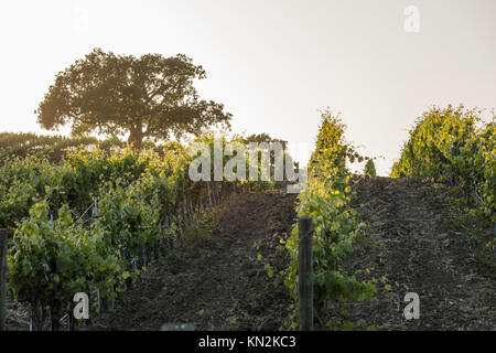 California vineyard at sunset with an oak tree in the distance silhouetted against the sun. Stock Photo