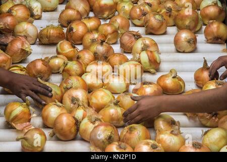 Sweet Vidalia onions are processed at Bland Farms June 20, 2017 in Glennville, Georgia. Bland Farms is the largest grower, packer, and shipper of sweet onions in the United States.  (photo by Preston Keres via Planetpix) Stock Photo