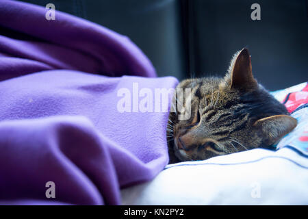 Brown tabby cat sleeping under purple blanket on black couch, close up Stock Photo