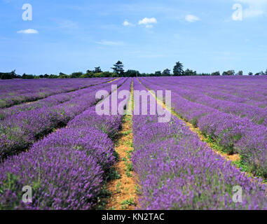 Lavender growing in field, Heacham, Norfolk, England, United Kingdom Stock Photo