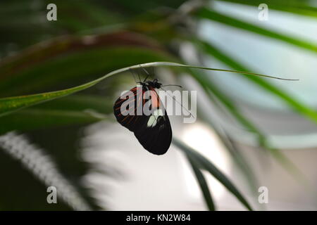 Butterfly upside down Stock Photo