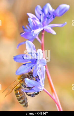 beautiful violet flower and a bee is gathering honey.